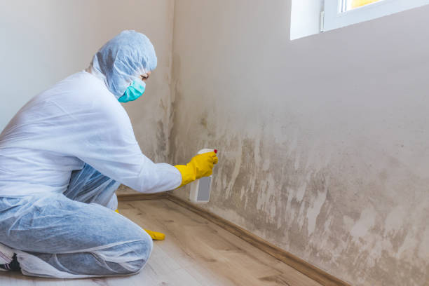 Licensed Mold Remediation service in Sharpsburg, MD - WQB Mold Removal
